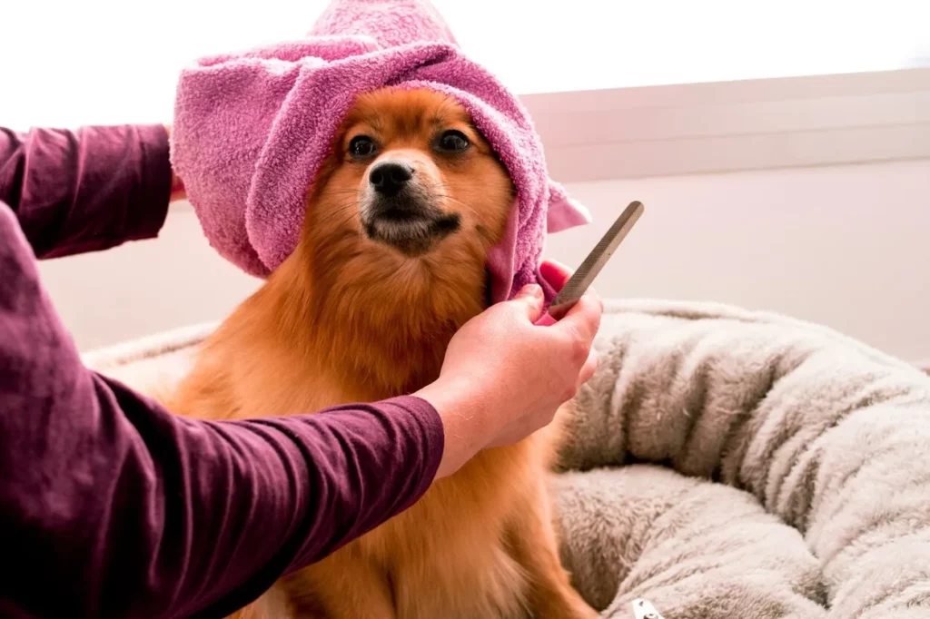 station de lavage pour chien : wash dog